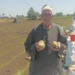 حصاد البطاطس في المنوفية يحقق إنتاجية مرتفعة