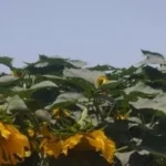 زراعة عباد الشمس في المنيا.. رهان مستقبلي على الزيوت