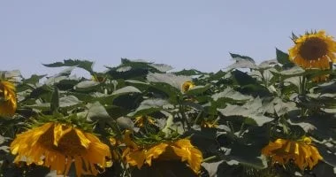 زراعة عباد الشمس في المنيا.. رهان مستقبلي على الزيوت