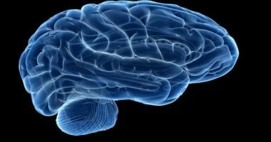 زرع البكتيريا النافعة لاستعادة وظائف المخ