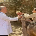 علاج 215 رأس ماشية في البحيرة