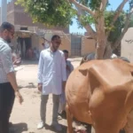 جامعة أسوان تختتم قافلة بيطرية شاملة