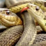 كيف يمكن أن تسبب الكراكيب ظهور الثعابين في المنازل؟
