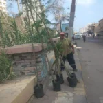 زراعة الأشجار لتحسين البيئة في دسوق
