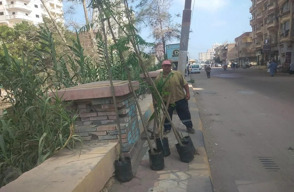 زراعة الأشجار لتحسين البيئة في دسوق