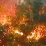 السيطرة على حريق بالأشجار في إسنا بالأقصر