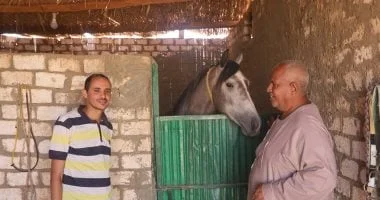 عشق الخيول في أسوان: قصة العمدة مكرم