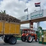انخفاض أرباح “الدلتا للسكر” بسبب ضعف السيولة والمعروض