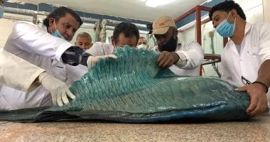 تحنيط الكائنات البحرية في معهد علوم البحار بالغردقة