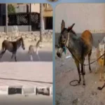 تفاصيل ضبط قائد عربة “كارو” بشمال سيناء