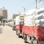سلالات جديدة لمكافحة الأمراض في القمح المصري
