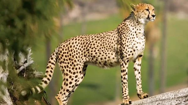 مغامرة مصور مصري في أحضان الحياة البرية بكينيا