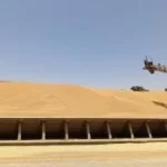 موسم توريد القمح في إدفو: نجاح واستدامة
