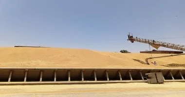 موسم توريد القمح في إدفو: نجاح واستدامة