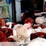 استقرار أسعار الدواجن في أسوان اليوم