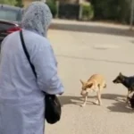 ضوابط قانون حيازة الحيوانات وتصريح الكلاب