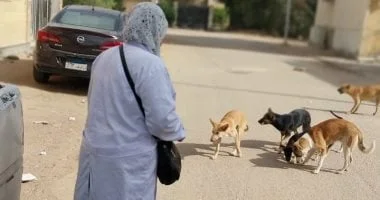 ضوابط قانون حيازة الحيوانات وتصريح الكلاب