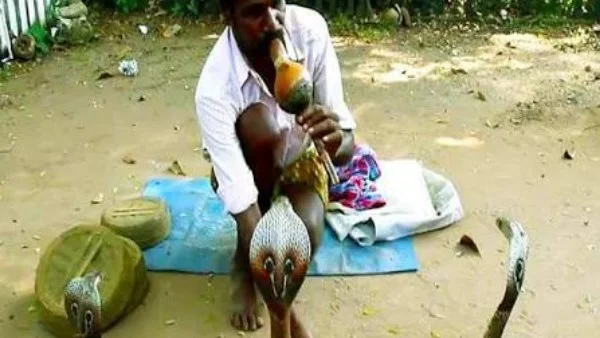 الصفير لا يجذب الثعابين... معلومات هامة من صياد ثعابين