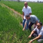 يوم حقلي يهدف للنهوض بمحصول الأرز في الشرقية