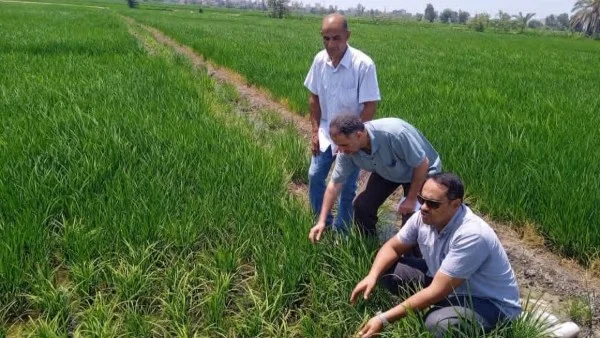 يوم حقلي يهدف للنهوض بمحصول الأرز في الشرقية