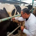 فحص 4268 رأس ماشية في الشرقية ضد البروسيلا والسل
