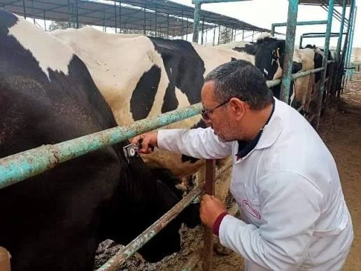 فحص 4268 رأس ماشية في الشرقية ضد البروسيلا والسل