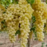 تأثير شهر “أبيب” على الزراعة المصرية عبر العصور