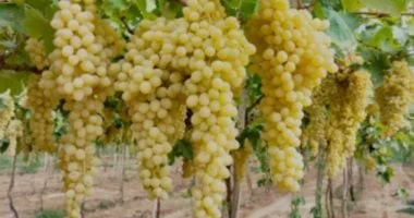 تأثير شهر "أبيب" على الزراعة المصرية عبر العصور