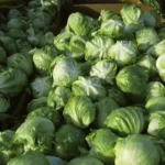 FDA تحقق في مورد خسّ iceberg بسبب تفشي طفيلي