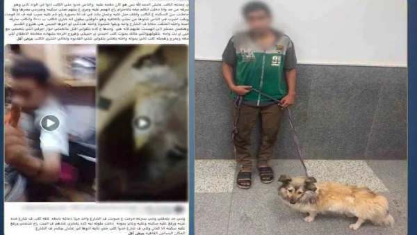 ضبط شخص اعتدى على كلب في القاهرة