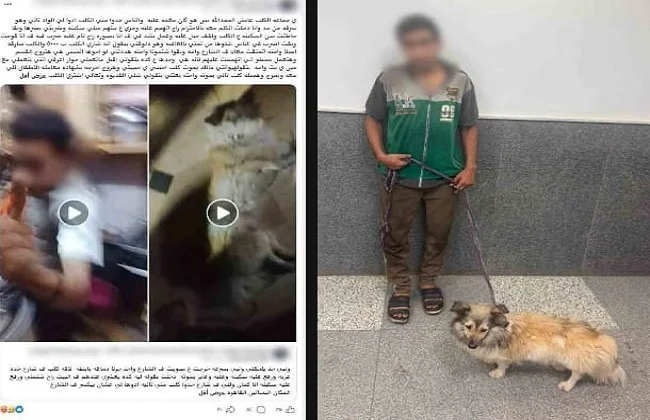 ضبط متهم بتعذيب كلب في البساتين بعد انتشار فيديو