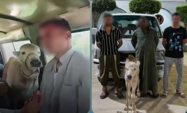 ضبط ميكروباص استخدم لنقل الماشية في البحيرة