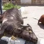 كيف يحمي الطبيب البيطري من السل البقري؟