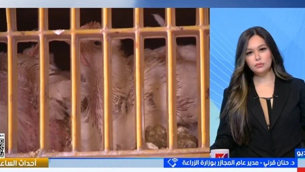 كيفية اختيار الدواجن السليمة من مصادر موثوقة