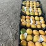 انطلاق موسم المانجو في الإسماعيلية وزيادة الأسعار