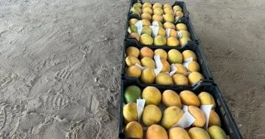 انطلاق موسم المانجو في الإسماعيلية وزيادة الأسعار