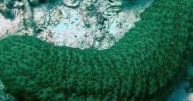 خيار البحر.. كنز بحري مهدد بالانقراض