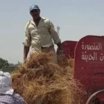 ضخ كميات جديدة من العدس في الدقهلية