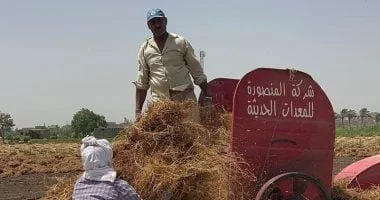 ضخ كميات جديدة من العدس في الدقهلية