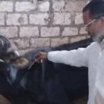 عقوبات مخالفة مزاولة مهنة الطب البيطري