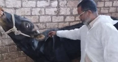عقوبات مخالفة مزاولة مهنة الطب البيطري