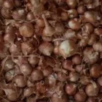 إنتاجية تاريخية للبصل في المنوفية