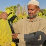 التين الشوكي ينعش مزارع الشرقية