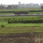 أشهر الأمثال الشعبية في شهر “أبيب”