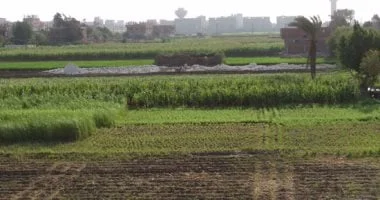 أشهر الأمثال الشعبية في شهر "أبيب"