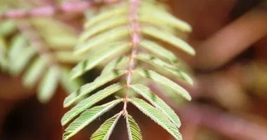 شجرة المستحية تثير الدهشة في حديقة أسوان النباتية