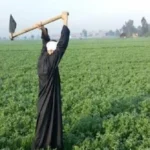 الطفرة الزراعية في مصر تحقّق نتائج قياسية