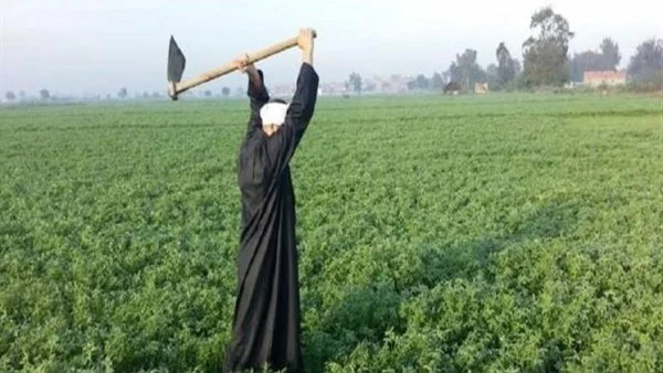 الطفرة الزراعية في مصر تحقّق نتائج قياسية