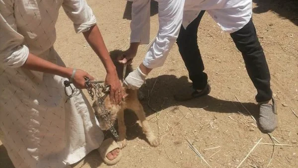 حصاد مديرية الطب البيطري بالأقصر لعام 2025/2026