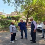 تهذيب الأشجار المعمرة بالزمالك لتحسين السلامة العامة